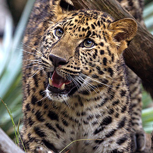 leopard_amur_01